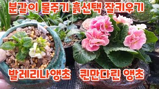 #발레리나앵초 #퀸만다린앵초 #분갈이 잘키우기 #흙선택 #물주기