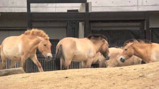 多摩動物公園　モウコノウマ (Przewalski's horse) 2016年3月