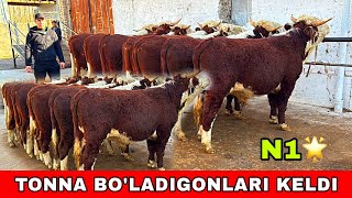 GEREFORT BUQALARNI TONNA BO’LADIGONLARI