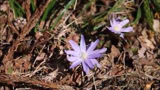 春の花探索【観音平山】今春初、カタクリ＆キクザキイチゲ