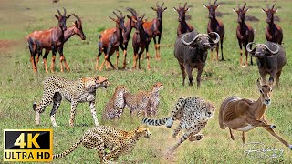 WILD AFRICA 4K : CHEETAHS | Lords of Speed | High-speed hunters of the Savannah | Animal documentary