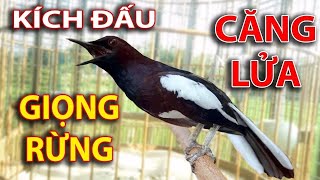 Chòe Than Hót Chuẩn GIỌNG NÚI RỪNG || Luyện Choè than HÓT HAY - Kích Chòe Than Hót Đấu | choe than