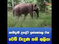 ගල්ගමුවේ පාසැල ළඟට එන තනි අලියාට වුනු දේ what happened to a sri lankan wild elephant