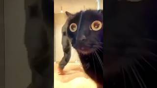 Funny Cat Moments 😂😂 episode 40 #funnycats #cats #pets #funnymoments #shorts