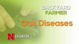 Oak Diseases
