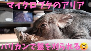 タテガミを刈られるマイクロブタのアリア