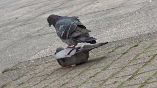 Pigeon Chase