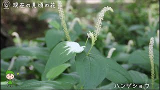 【福岡市植物園】2021.6.26 現在の見頃の花