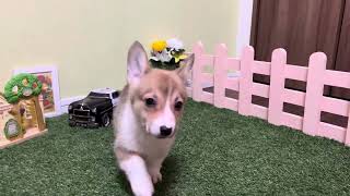 コーギー 子犬 あなたへGOODBOYを