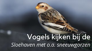 Vogels kijken bij de Sloehaven met o.a. sneeuwgorzen #1409