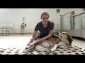 canine physiotherapy how to stretch your dog s hips useful for hip dysplasia or arthritis