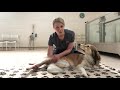 canine physiotherapy how to stretch your dog s hips useful for hip dysplasia or arthritis