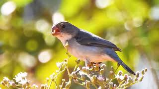 CHORÃO na flor de Assa-peixe, (SPOROPHILA LEUCOPTERA), WHITE-BELLIED SEEDEATER, PATATIVA-CHORONA.