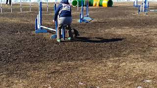 Cairn Terrier Agility 20180127 JP3