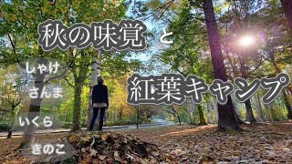 【北海道キャンプ#7】  岩尾内湖白樺キャンプ場 〜秋の味覚食べまくり紅葉キャンプ 絶景 キャンプ場紹介