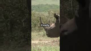 Wildlife Wonders of Africa #explorepage #facts #wildlife #nature #shorts #shortvideo #africa #animal