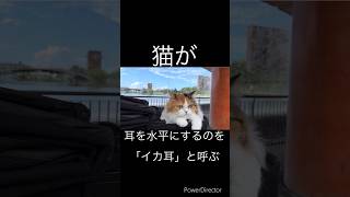 学べる猫の雑学3選 #shorts