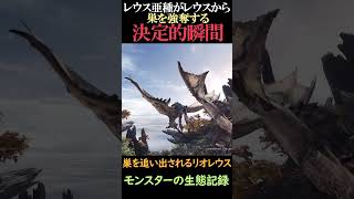 【モンハン】レウス亜種がレウスから巣を奪う決定的瞬間【モンスター生態記録映像シリーズ】 #モンハン #shorts