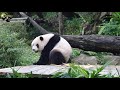 20200208 竹桿卡住了，圓仔不放棄就是要拔出來 the giant panda yuan zai