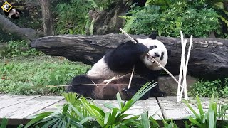 20200208 竹桿卡住了，圓仔不放棄就是要拔出來 The Giant Panda Yuan Zai