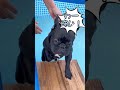 初めてのプール　興味津々だけど深さにびっくり？　 shorts ＃フレブル　 frenchbulldog