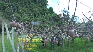 ศาสตร์พระราชา ตอน 2 พิชิตพืชเสพติดอย่างยั่งยืน