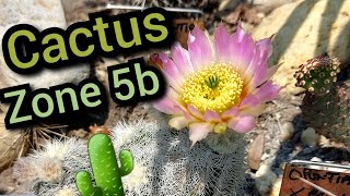 Cold hardy Cactus update zone 5b.