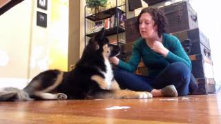 Muzzle Up! Video Training Series: Pre-muzzle training prep