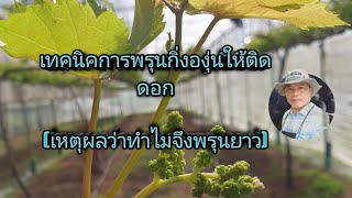 เทคนิคพรุนองุ่นให้ติดดอก(เหตุผลของการตัดยาว) @ViriyaFarmep15