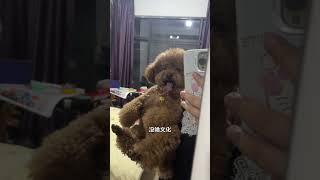 极难伺候！！萌宠出道计划 不养狗不知道养狗的乐趣 狗狗 日常vlog 这我的小狗快看啊