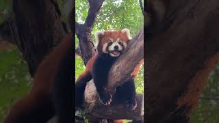 Don't disturb me, I'm in a daze #redpanda #zoo #cute #panda #cutepanda #animals #adorable