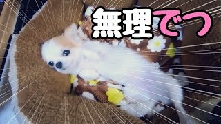 散歩の準備すると全力で逃げ出す子犬チワワ