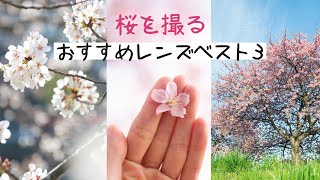 【プロが選ぶ】桜を撮るのにおすすめレンズベスト3！カメラ設定+散り際の桜でも素敵に撮れるアイディアも紹介