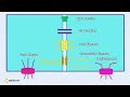 membrane transport mechanisms introduction