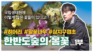 [국립생태원] 생태원 야외공간엔 어떤 식물이 있을까?_한반도숲의 봄꽃