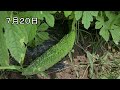 ゴーヤの育て方　植え付けから収穫まで