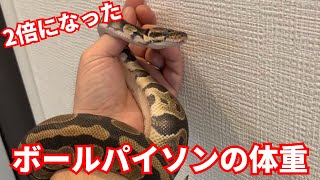 【2倍】ボールパイソンの体重測定