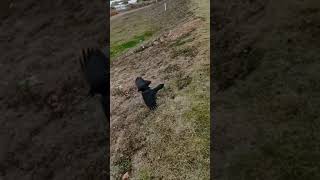 Crow attacking dog #funnyanimals