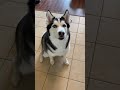 This Husky Can Do Over 18 Tricks In 60 Seconds!!! #shorts