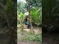 coconut climbing machine පොල් ගස් නගින යන්ත්‍රය coconut__climbing__machine