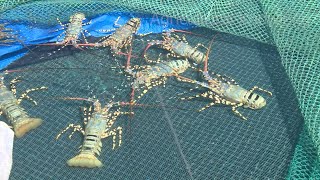 Raising lobsters at sea - Harvesting lobsters | agricultural knowledge