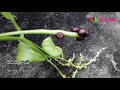 නිවිති මල් සහ ඇට spinach flowers and seeds