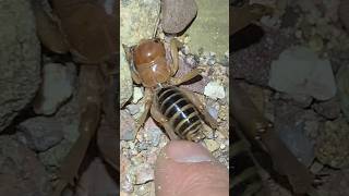 Jerusalem Cricket Season #jerusalemcricket #cricket #insects