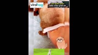 हाथ बदलेगा हालात 🤣_viralhog #_viralhog #viral #ytviral #shortsviral #youtube_viral #shorts #funny