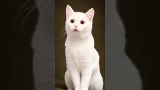 Adorable white cat singing 🎤 🐾 💕#cat #cuteanimal #cutecat #catlover #doglover #cuteanimals