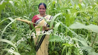 పచ్చి రొట్ట సాగు, విత్తన జాతులు, సాగు లాభాలు, PMDS cultivation