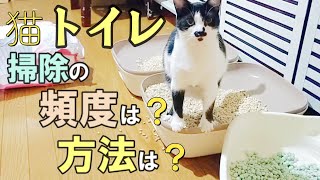 【猫のトイレ掃除】掃除の頻度は？お掃除方法は？猫トイレお掃除あるある（笑）