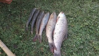 Small Rohu Fishes Catching Techniques | Gujarat Fishing Videos in Hindi ll🤫 Rohu Machli Ka Chara