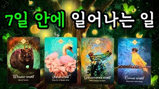 💎타로🎩 7일 안에 일어나는 일 (11월25일~12월1일) 주간타로