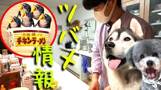 あれからツバメが・・・ハスキー犬と保護犬トイプードル#shorts